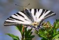 Iphiclides podalirius